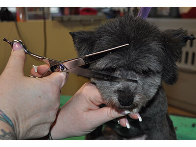 How to Learn the Asian Fusion Pet Grooming Technique